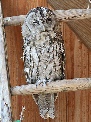 Steinkauz (Strix aluco)