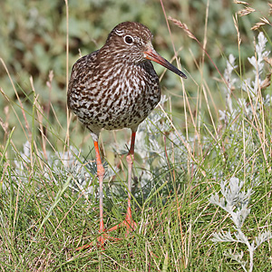 Rotschenkel (Tringa totanus)
