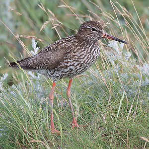 Rotschenkel (Tringa totanus)