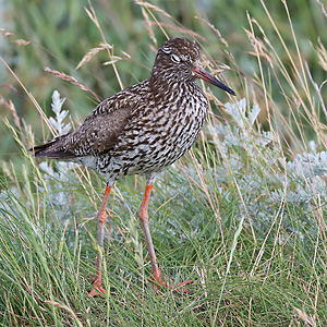 Rotschenkel (Tringa totanus)