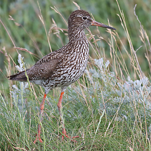 Rotschenkel (Tringa totanus)