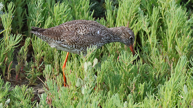 Rotschenkel (Tringa totanus)