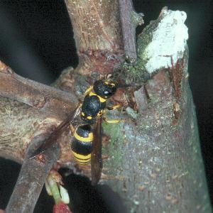 Ancistrocerus nigricornis