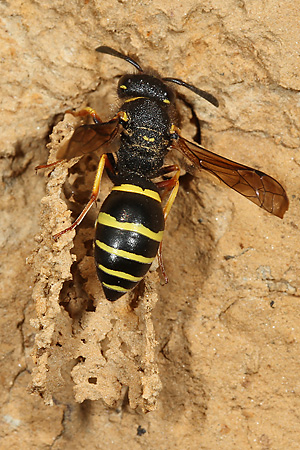 Odynerus spinipes, W