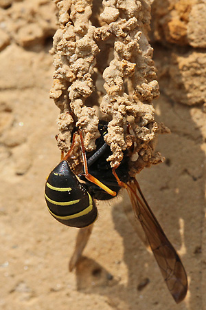 Odynerus spinipes, W