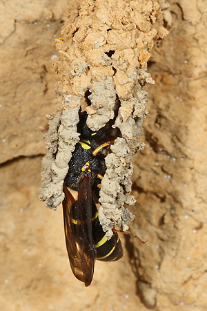 Odynerus spinipes, W