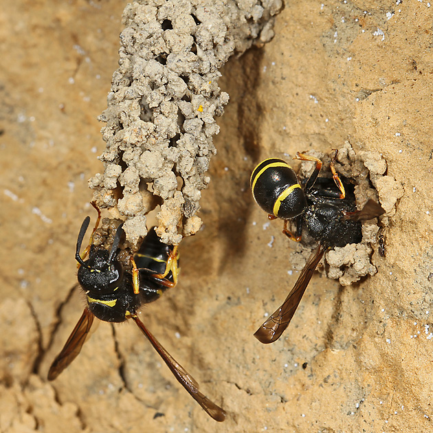 Odynerus spinipes, W