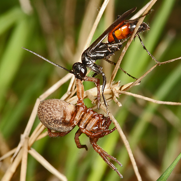 Priocnemis perturbator
